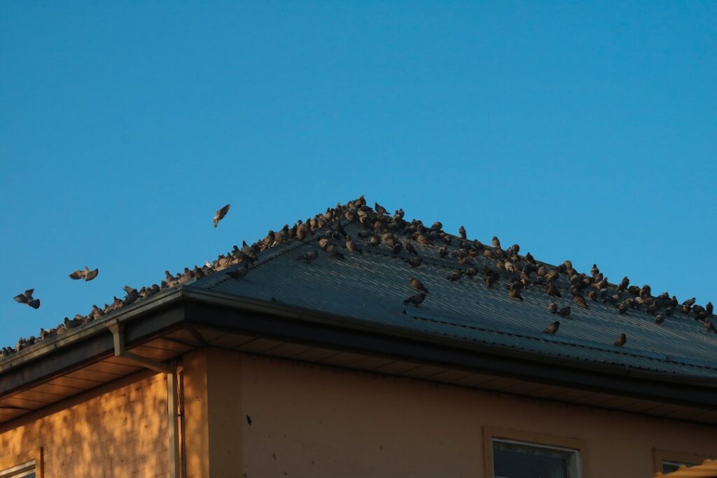 Photo birds flying in circle over house