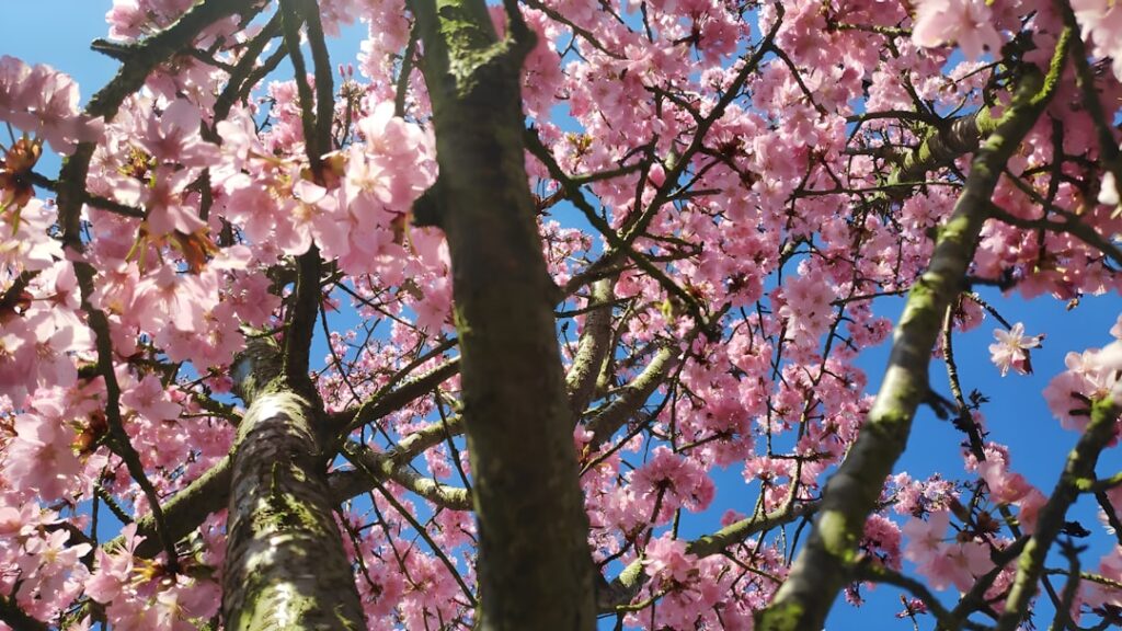 Photo beauty of life