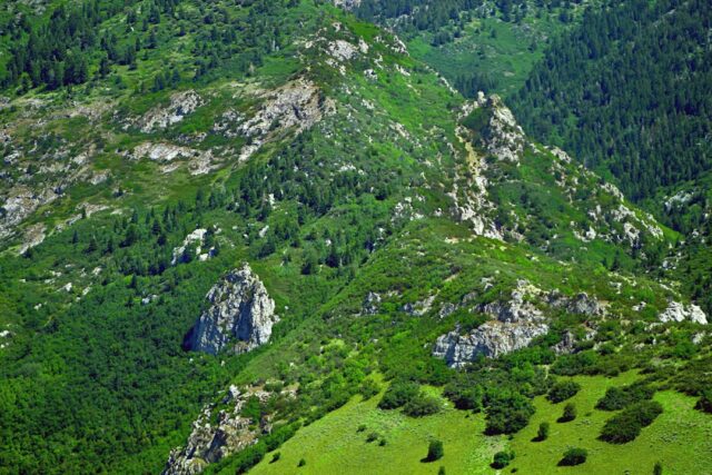 Photo lanurile de grâu